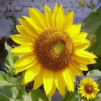 Uma imagem externa por cima da janela